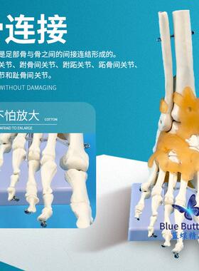 :1脚关节模型仿真人体关节培功专能足部模型教学训用3981骨骼模型
