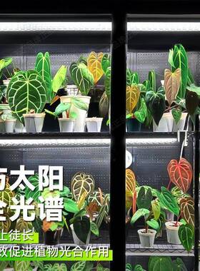 植物生长条光灯长灯光花谱自然热植架植物柜补光灯排灯MQV源头工