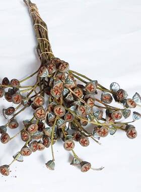 尤加利小鲜白果mh624310十字果以花可做天然干花家庭造型摆件装云