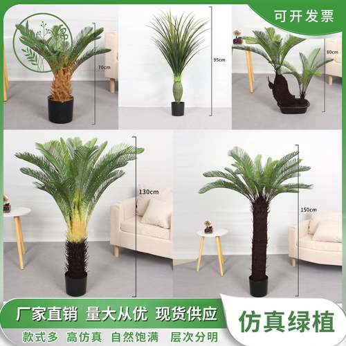 物仿真变色木年木苏铁25486758假植盆景直室播间装饰造景千小树内