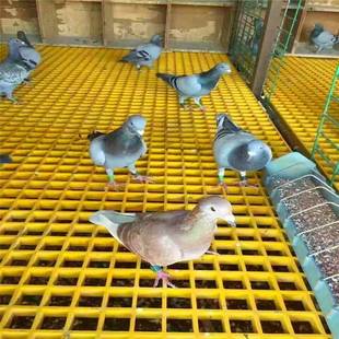 玻璃钢格走栅板光伏ZCB检修道子地沟水沟树篦网洗车房格养殖格栅