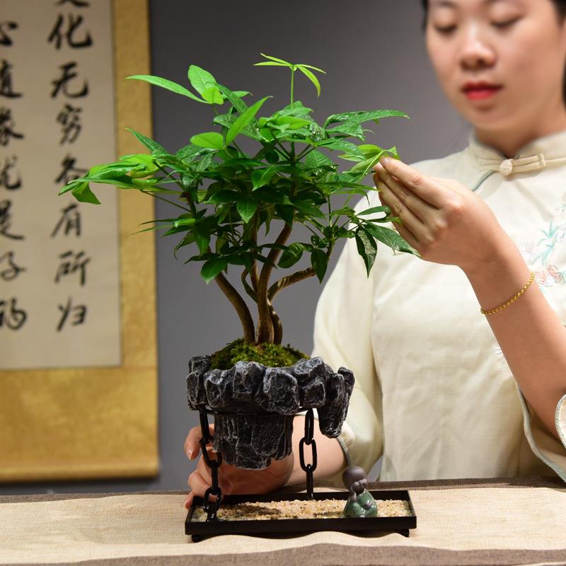发财树盆栽室内客厅办公室展厅装饰艺术创意天空之城悬浮盆景
