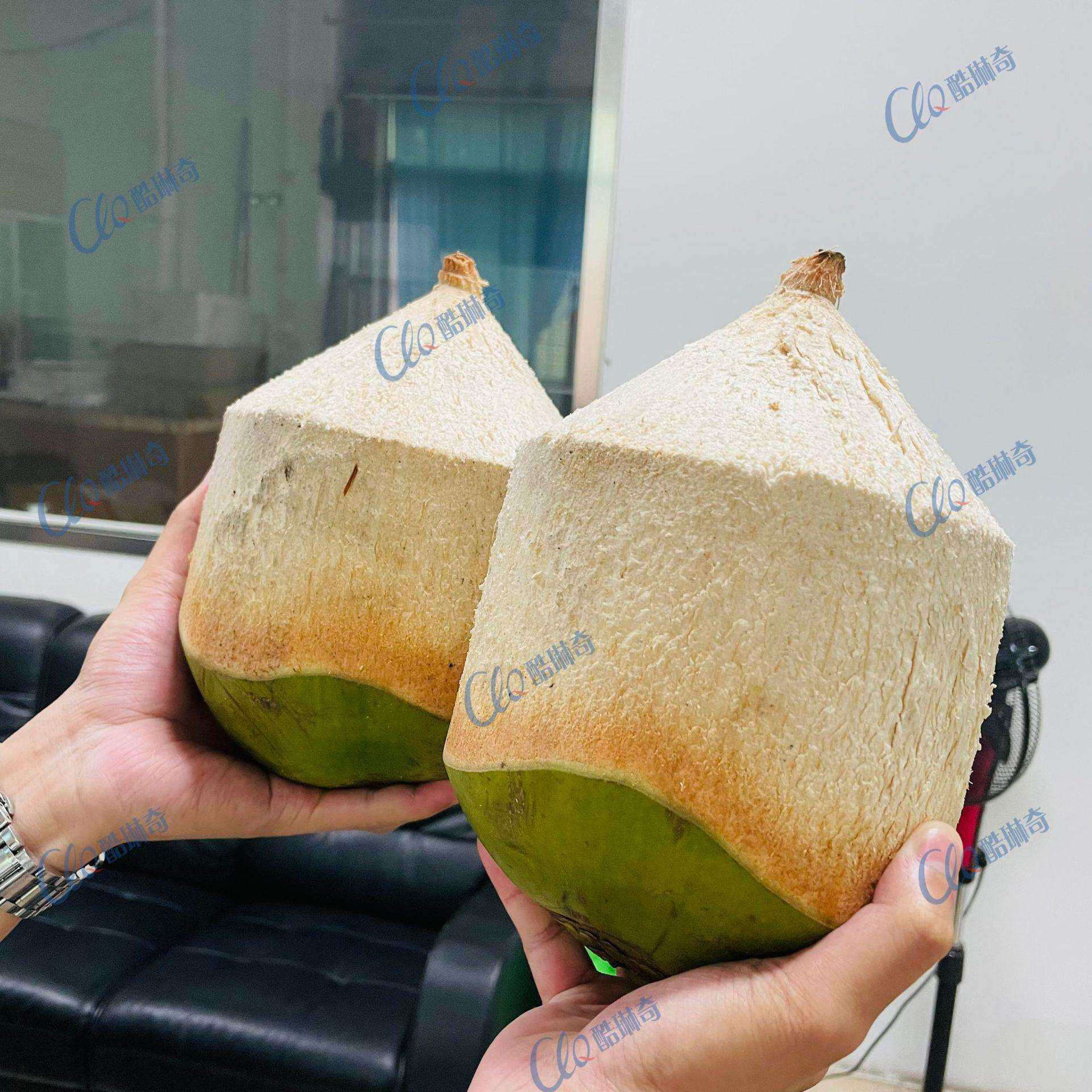 全自动连续式椰青削皮机新鲜椰子去皮机嫩椰子剥皮机削椰子设备
