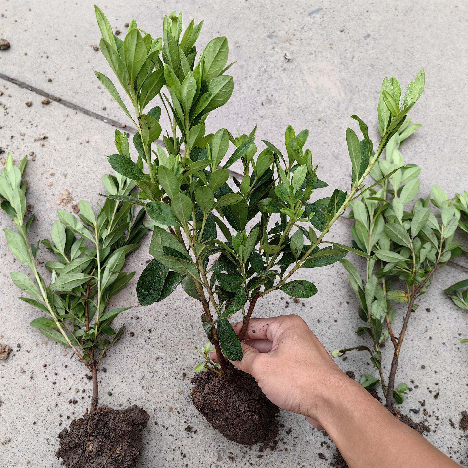 杜鹃花小苗毛杜鹃勤花品种庭院耐寒彩色绿篱花卉植物绿植四季长青