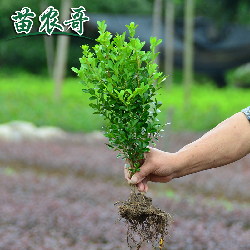 小叶瓜子黄杨庭院绿化苗木 树苗 四季常绿庭院绿化植物 绿篱树种