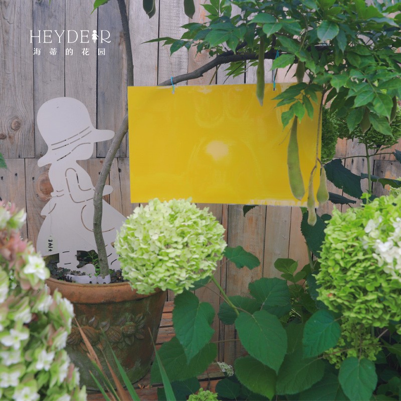 海蒂的花园黄板粘虫双面蓝板诱虫板杀蓟马蚜虫等花园庭院防虫杀虫