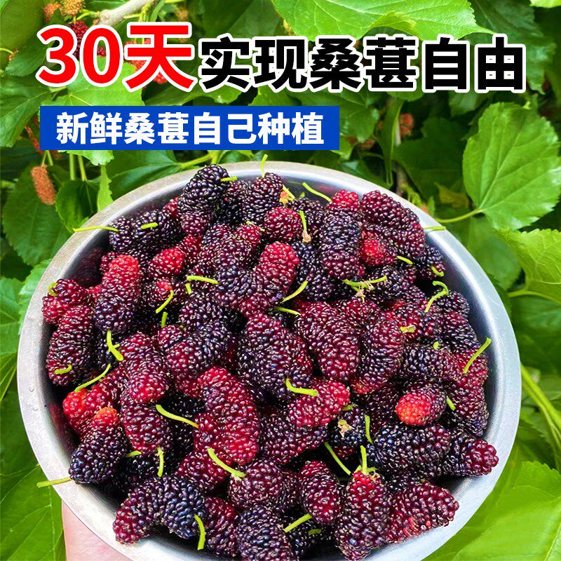 桑葚树苗无籽十大嫁接四季盆栽大叶桑树苗南北方种植地栽当年结果