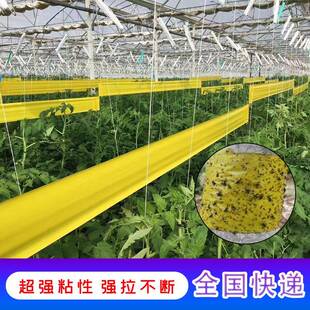 双面粘虫胶带果园大棚蝇黄色沾虫带粘虫纸板驱灭蚊虫粘板果园防水