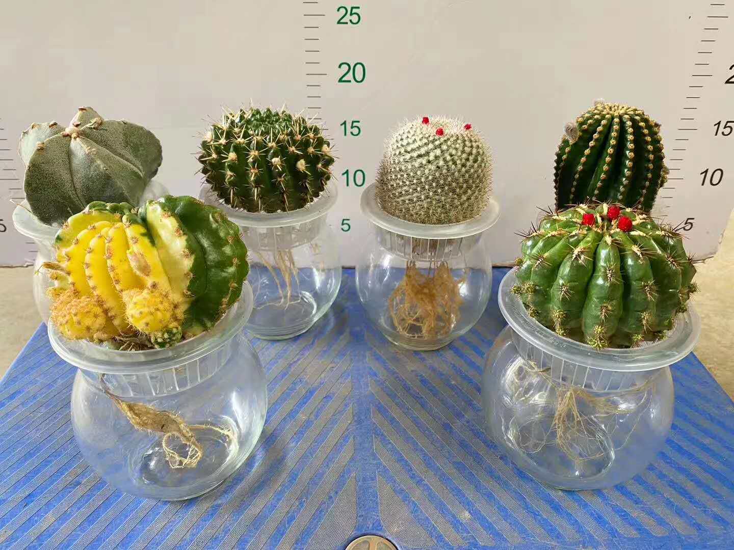 基地直销植物小盆栽仙人球居家花卉盆栽随机水培球混装