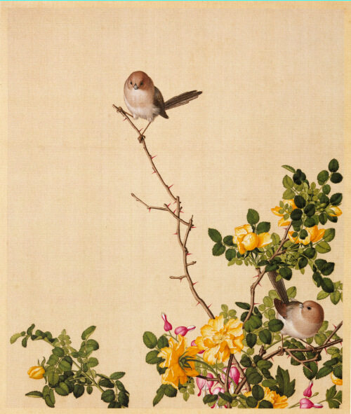 《黄刺儿牡丹》 清 郎世宁 画家 名人字画 39*47cm 包邮