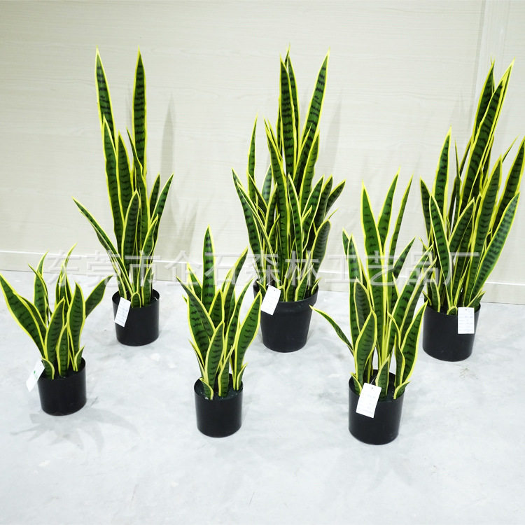 仿真虎皮兰盆栽批发 假绿植虎纹兰虎尾兰外母蛇北欧家居客厅装饰