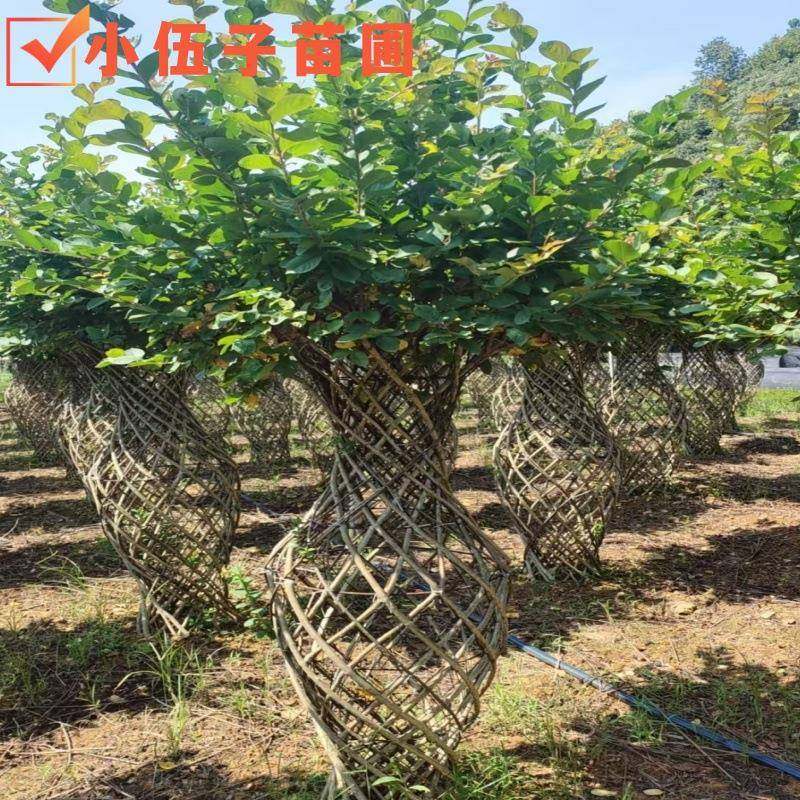 紫薇花瓶高度1米5至2米绿化精品庭院树规格齐全湖南基地直销