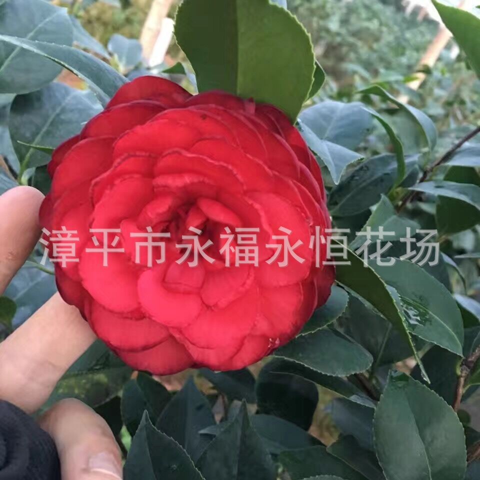 盆栽山茶花 1-1米2左右高 黑赤丹茶花 金碧辉煌茶花