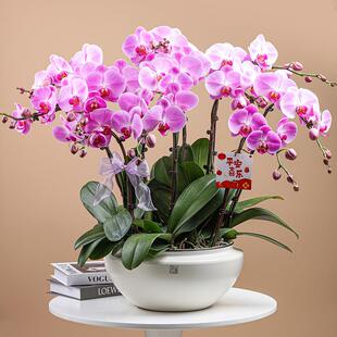 高级感大陶瓷大号花盆创意网红蝴蝶兰专用盆家居绿植装饰花盆摆件