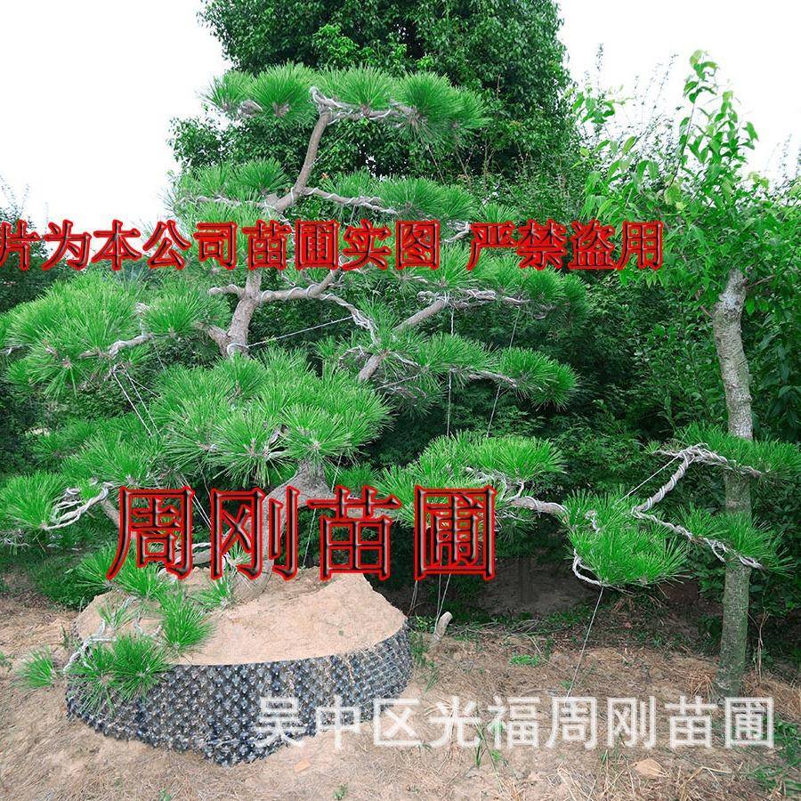苏州造型黑松基地、迎客松、精品造型松苗圃、别墅庭院景观树