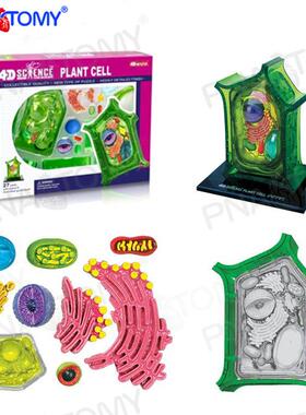4DM动微ATER动物细胞植物细胞模型植物解S剖微观938生物教学显结
