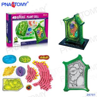 4DM动微ATER动物细胞植物细胞模型植物解S剖微观938生物教学显结