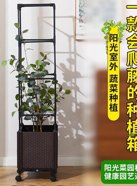 带架的藤架19268种菜棚箱种爬花专用户外长方形加厚耐用种菜箱跨