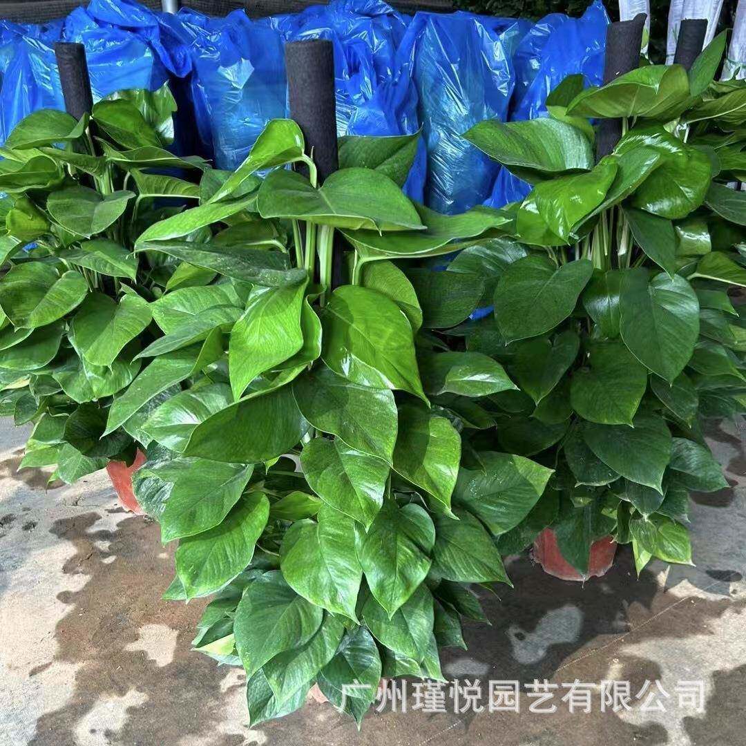 大叶绿萝柱盆栽办公室绿植客厅净化空气植物真树绿化绿航