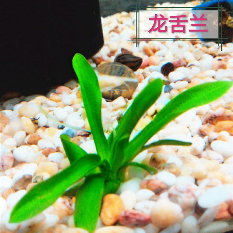 真水草大水兰小水兰扭兰龙舌兰赖养前后景新手鱼缸造景好养包邮