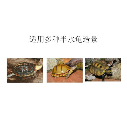 黄缘闭壳龟环境专用植物养殖箱造景绿植安缘半水龟布景材料套餐