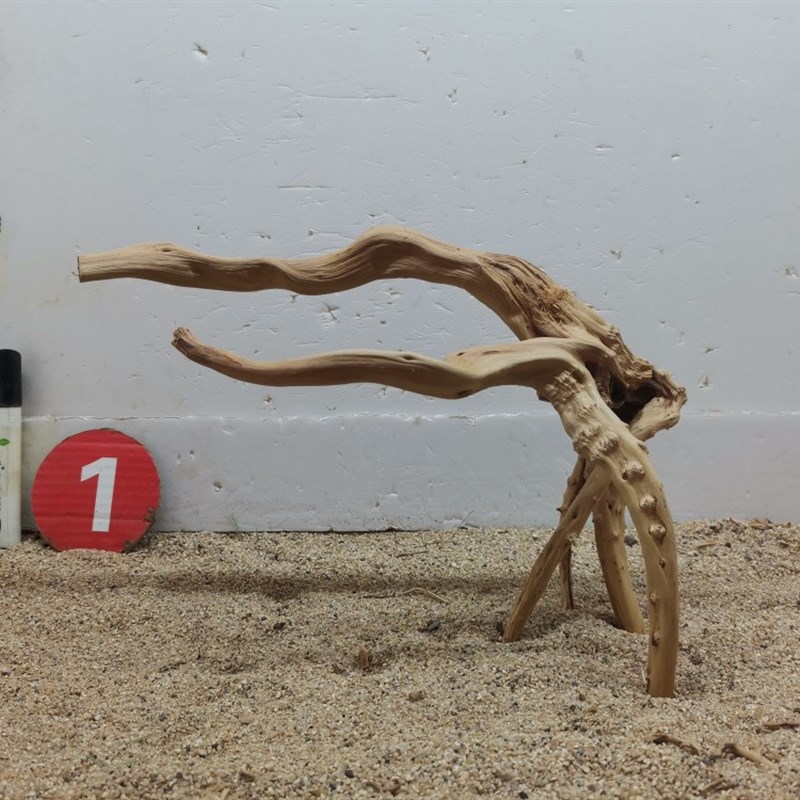 杜鹃根栖根草缸造景沉木水陆缸雨林缸南美缸一木成景爬宠缸莫斯树