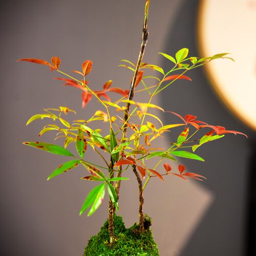 苔玉球南天竹盆栽中式简约绿植意境盆景桌面茶几办公茶室美观礼品