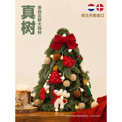 荷摆诺兰进口新HL110501鲜贝松圣诞树真树小型家桌面迷你装饰件20