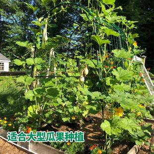 南瓜爬藤架户外庭院园艺爬藤植物包架花架耐蔬磨支塑钢管菜详询爬