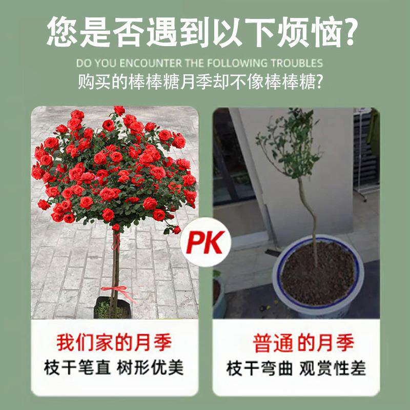 860嫁接棒棒糖树桩月季花庭开苗室外院四季花物盆栽绿植玫瑰花树