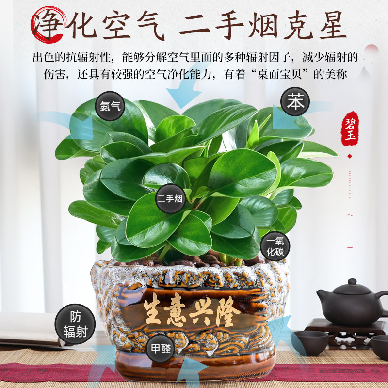 碧玉盆栽室内绿植盆景豆瓣绿去甲醛净化空气客厅桌面绿植四季常青
