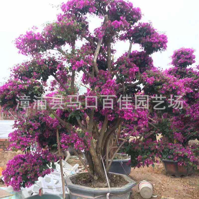 紫色勒杜鹃桩头漳州基地百佳园艺紫色三角梅桩景