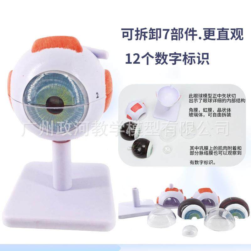 人体眼仿真型6倍放模大眼睛球980结造解剖眼模型教学仪器医学眼构,文具电教/文化用品/商务用品,教学标本/模型,淘宝优惠券,粉丝福利购,淘宝优惠卷