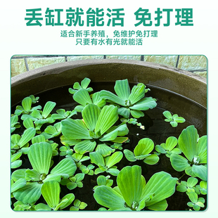 浮萍水草植物鱼缸造景水培植物和鱼共养冒泡一叶莲水芙蓉水葫芦