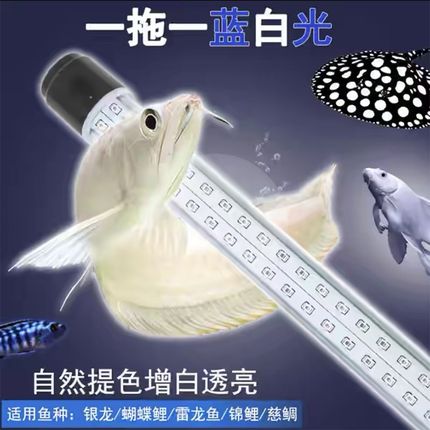 蓝白混合光银龙雷龙三湖慈鲷蝴蝶鲤专用观赏超白光鱼缸灯led防水