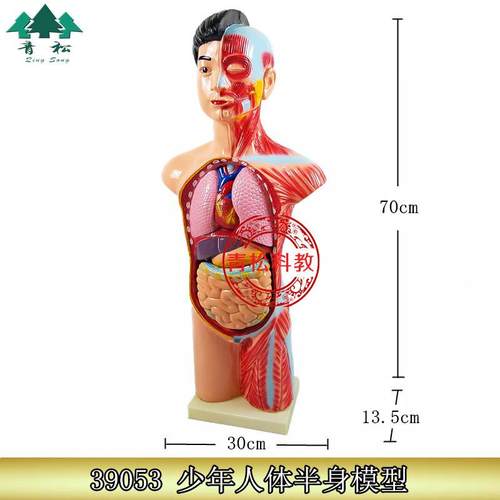 353少年9人体0半身模型生人体模型物教学模型头39053颈躯干模型