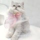 猫咪狗狗仙女口水巾公主风布偶蓝白英短泰迪柯基蕾丝围脖围嘴饰品
