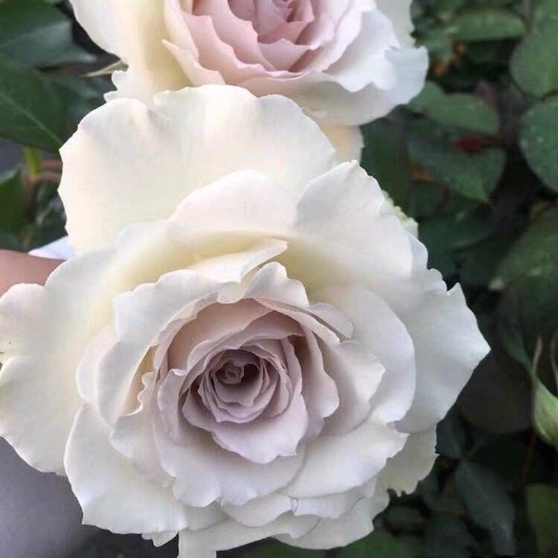 萨菲天使月季花大苗河本纯子莎菲天使淡紫色茶香阳台庭院花卉植物,鲜花速递/花卉仿真/绿植园艺,月季/蔷薇/玫瑰,淘宝优惠券,粉丝福利购,淘宝优惠卷