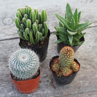 多肉仙人掌盆栽组合绿植开花仙人球组合办公室桌面喜阳室内植物