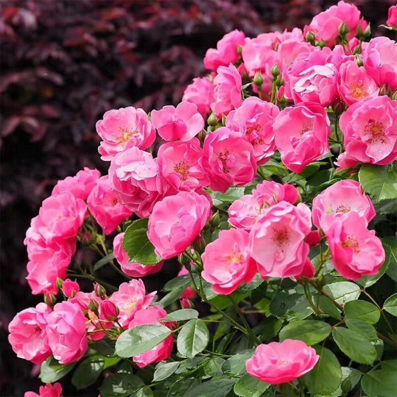 安吉拉藤本月季花苗庭院爬藤阳台盆栽植物攀援蔷薇花苗四季好养活,鲜花速递/花卉仿真/绿植园艺,月季/蔷薇/玫瑰,淘宝优惠券,粉丝福利购,淘宝优惠卷