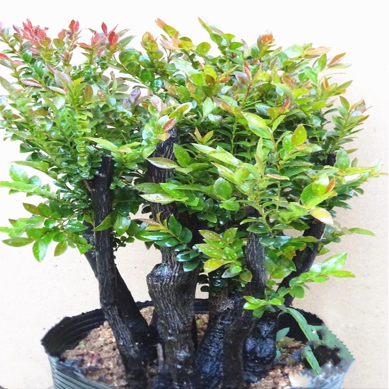 名贵小叶紫檀盆景树桩客厅室内老桩盆栽花卉四季常青带盆栽好包邮