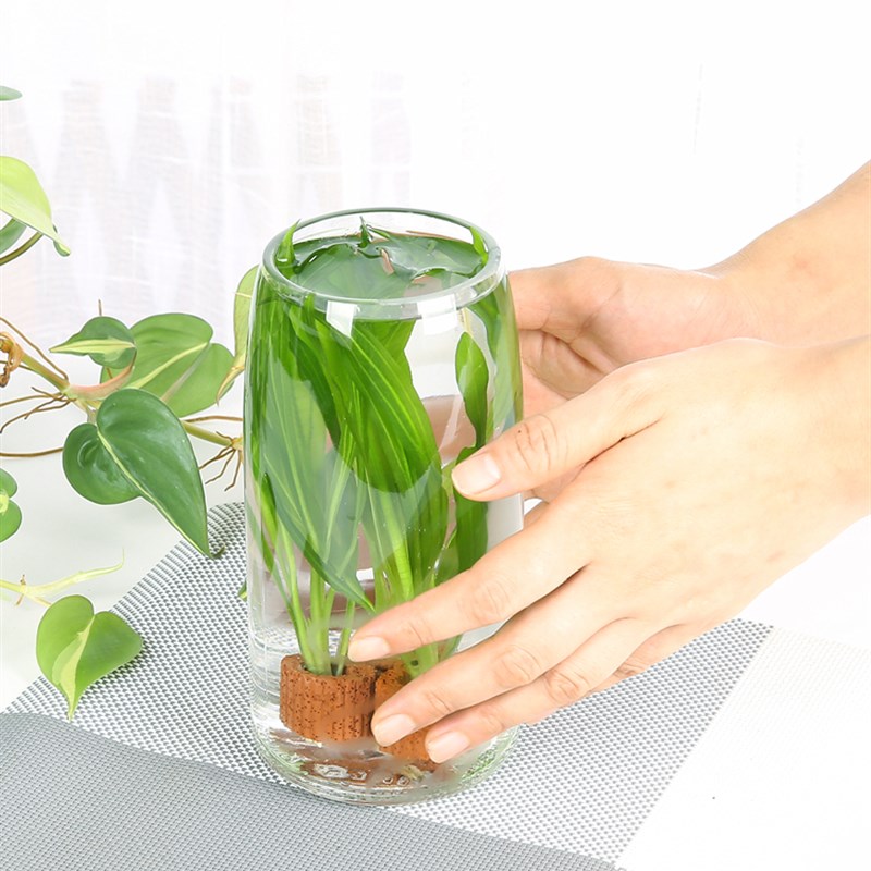 水培植物三环小浪叶玄关餐桌办公室摆场绿植乔迁净化空气窗台盆栽