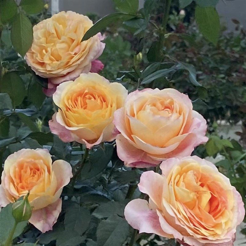 大花美人月季花苗开花玫瑰小苗四季盆栽花卉爬藤植物蔷薇树苗绿植,鲜花速递/花卉仿真/绿植园艺,月季/蔷薇/玫瑰,淘宝优惠券,粉丝福利购,淘宝优惠卷