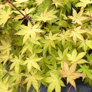 枫树 夏金   夏季黄绿色 阳台盆栽  花园地栽枫树