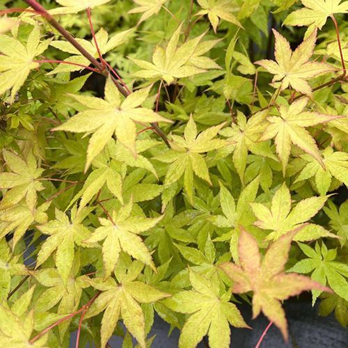 枫树 夏金   夏季黄绿色 阳台盆栽  花园地栽枫树