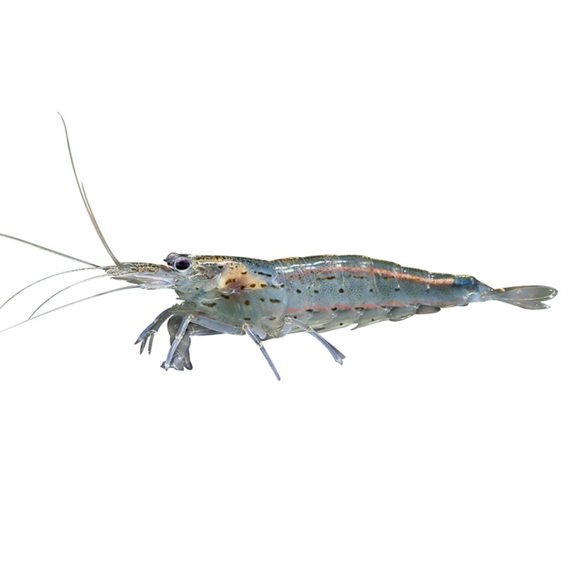 大和藻虾观赏虾星点虾黑壳虾除丝藻绿藻原生鱼缸冷水清洁虾工具虾