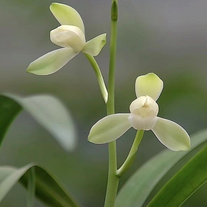 华香园兰花 大唐宫粉 建兰 幽香型 办公室内盆栽鲜花多肉耐阴绿植,鲜花速递/花卉仿真/绿植园艺,国兰/杂交兰/洋兰类,淘宝优惠券,粉丝福利购,淘宝优惠卷