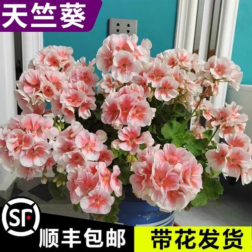 重瓣天竺葵盆栽花苗大花四季开花不断洋绣球苗室内阳台好养的花卉