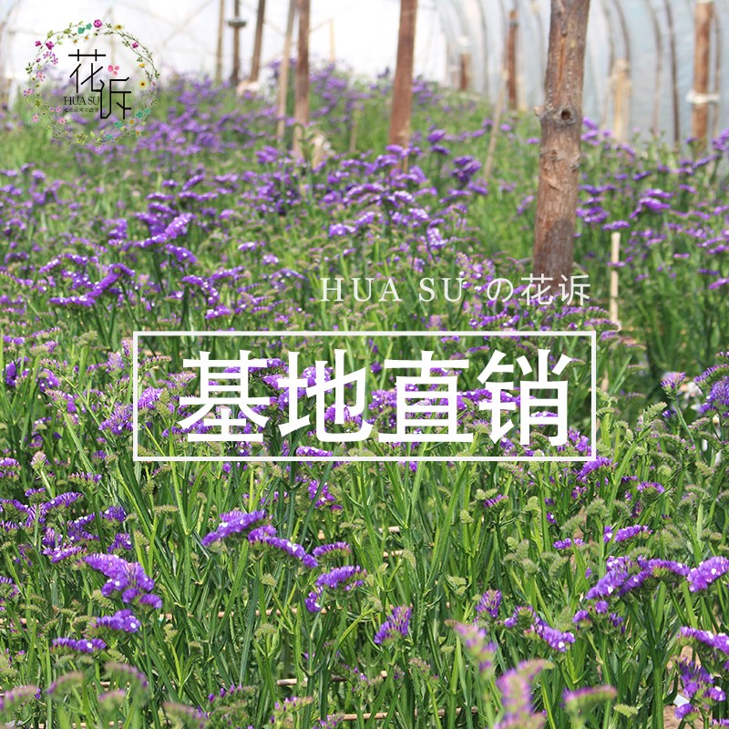 原色勿忘我干花束家居办公商场插花百搭diy花材云南干花论斤卖