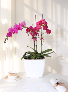 兰花专用花盆塑料办公免浇水自动吸水懒人花盆方形白色大号专用盆